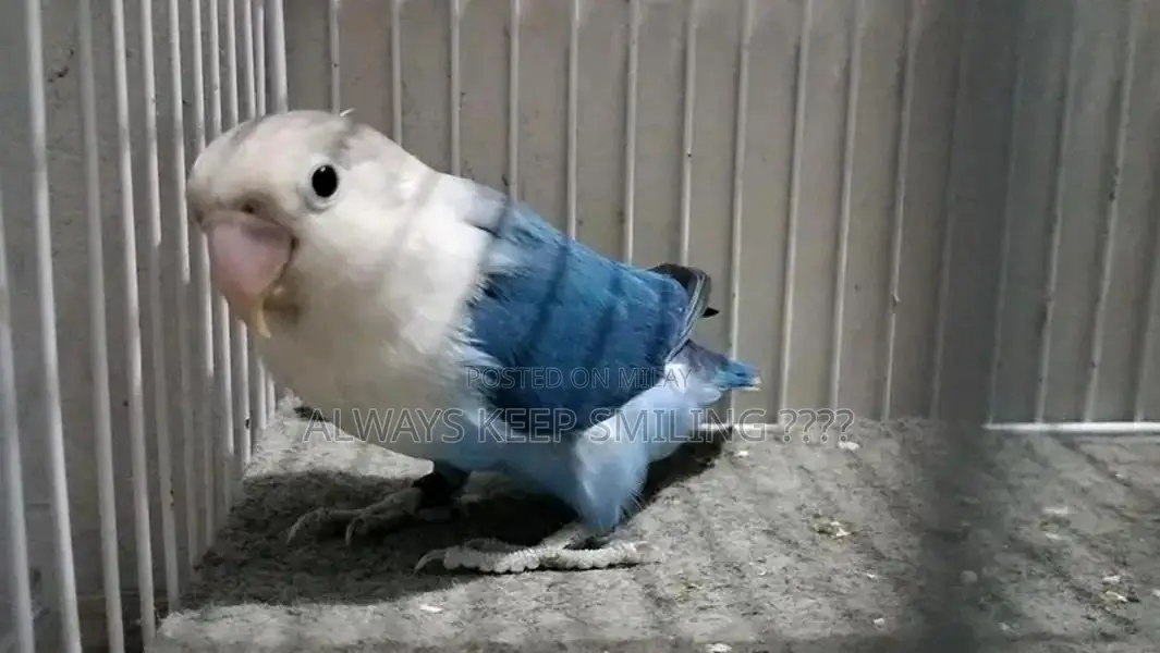 Love Birds Variety Pack - Multiple Colors and Mutations Available