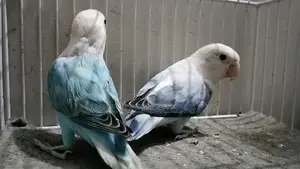 Love Birds Variety Pack - Multiple Colors and Mutations Available