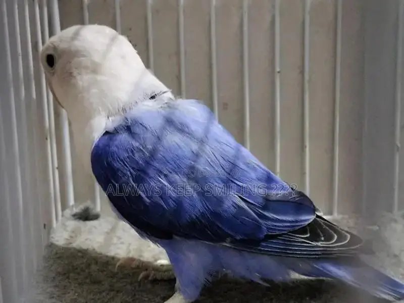 Love Birds Variety Pack - Multiple Colors and Mutations Available