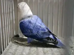 Love Birds Variety Pack - Multiple Colors and Mutations Available