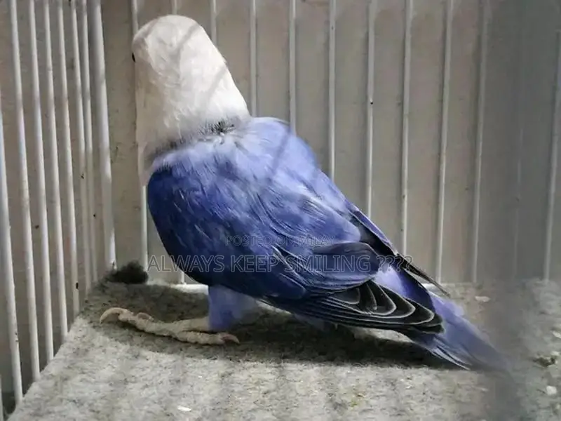 Love Birds Variety Pack - Multiple Colors and Mutations Available