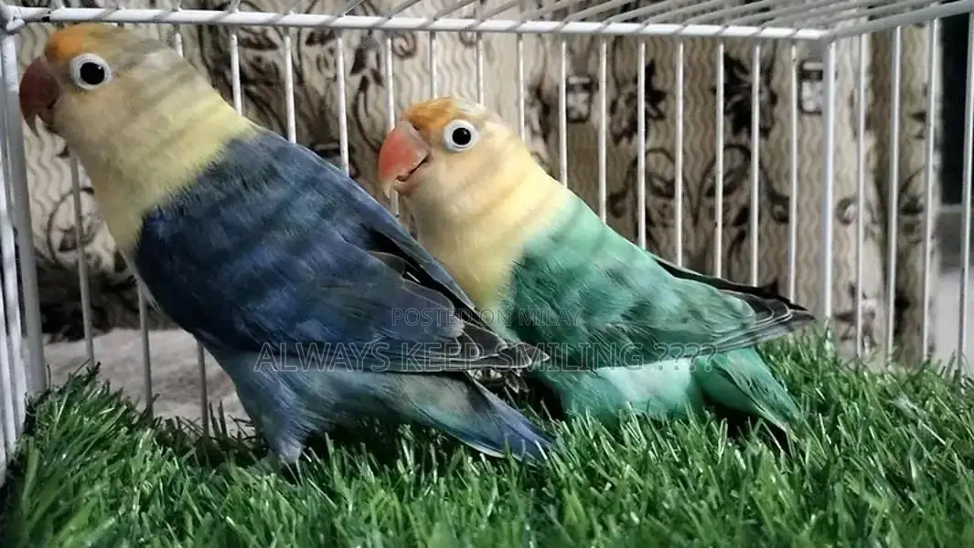 Love Birds Variety Pack - Multiple Colors and Mutations Available