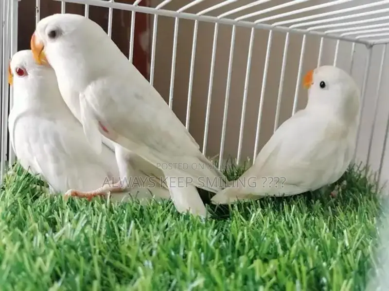 Love Birds Variety Pack - Multiple Colors and Mutations Available