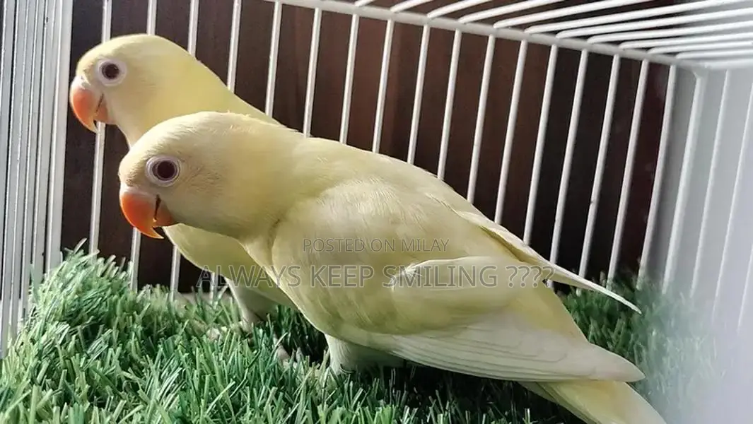 Love Birds Variety Pack - Multiple Colors and Mutations Available