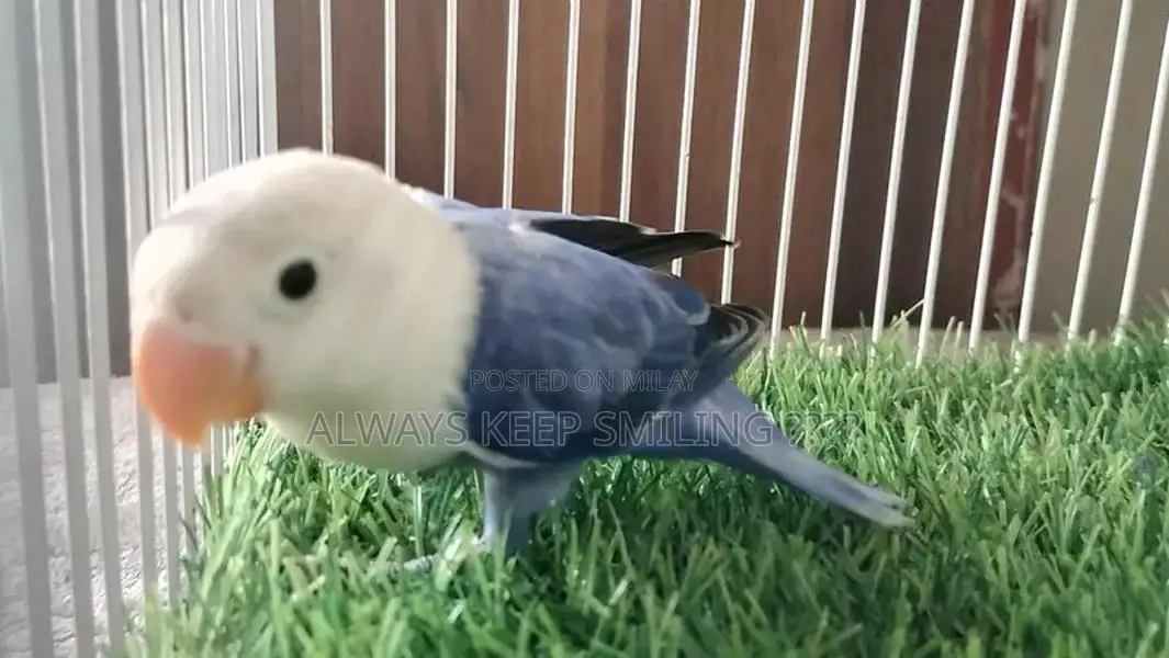 Love Birds Variety Pack - Multiple Colors and Mutations Available