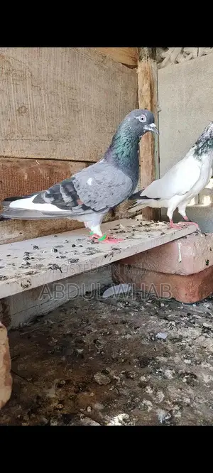 Pigeon Health Care Essentials for Active Birds