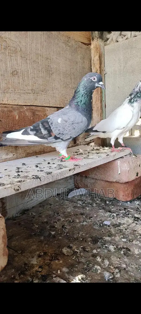 Pigeon Health Care Essentials for Active Birds