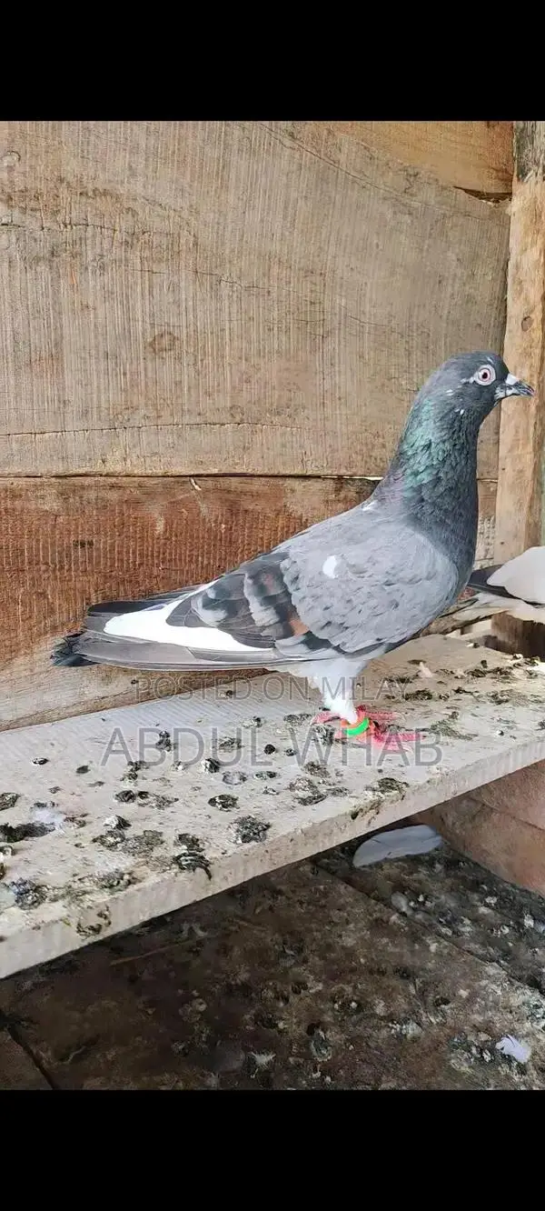 Pigeon Health Care Essentials for Active Birds