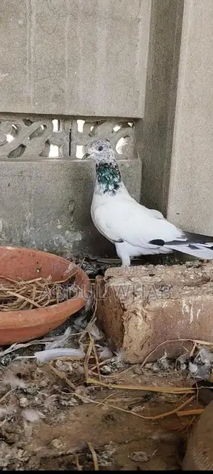 Pigeon Health Care Essentials for Active Birds