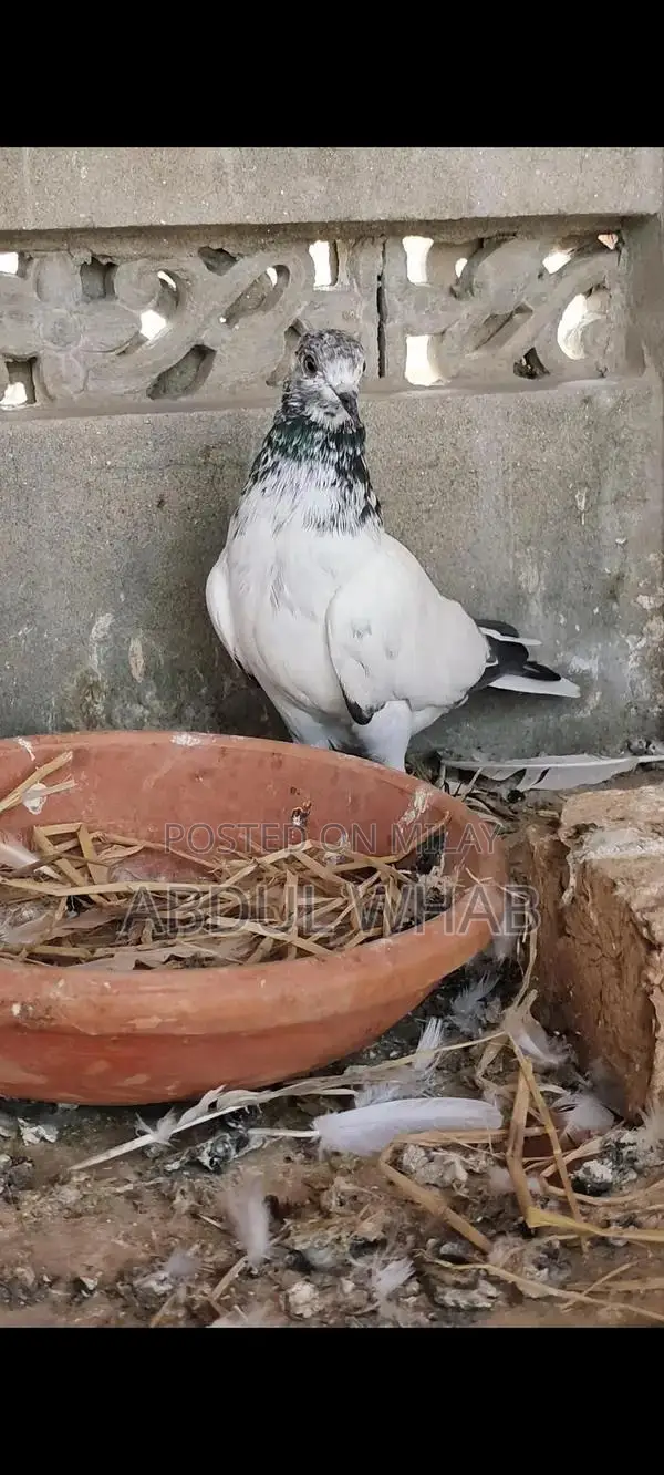 Pigeon Health Care Essentials for Active Birds