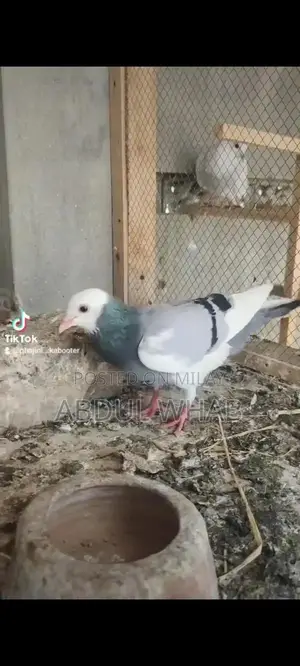 Pigeon Health Care Essentials for Active Birds