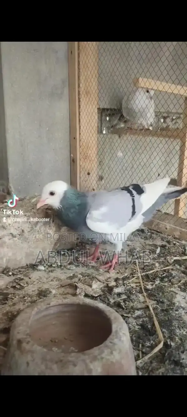 Pigeon Health Care Essentials for Active Birds