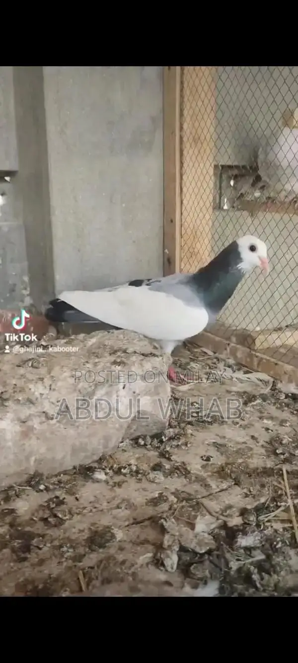 Pigeon Health Care Essentials for Active Birds