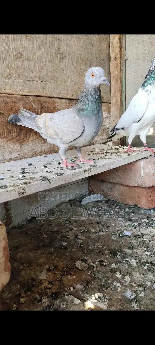 Pigeon Health Care Essentials for Active Birds