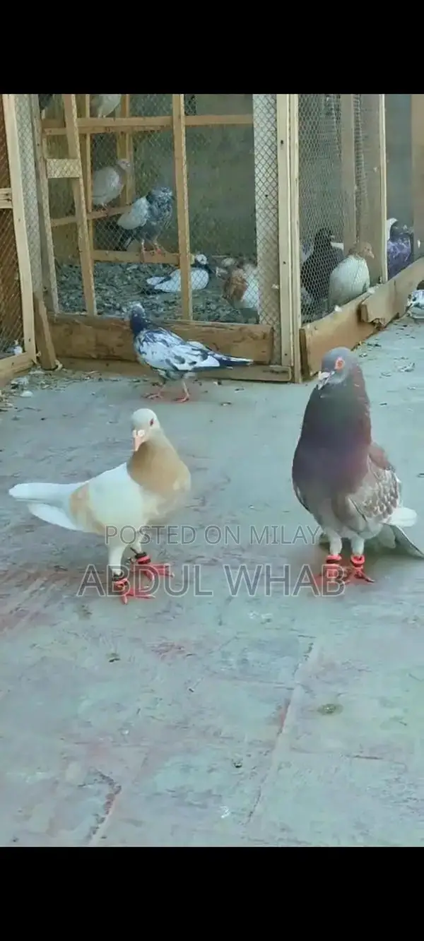 Pigeon Health Care Essentials for Active Birds