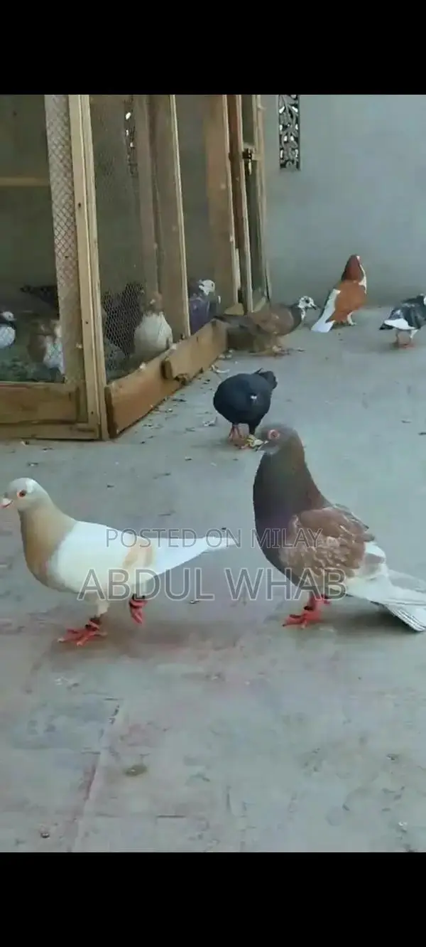 Pigeon Health Care Essentials for Active Birds