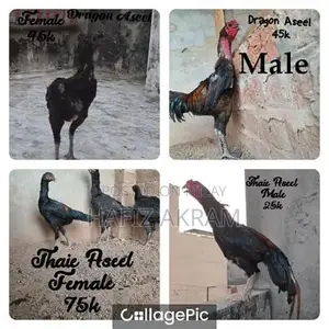 Dragon and Thaie Aseel Chickens - Male and Female Breeding Pair