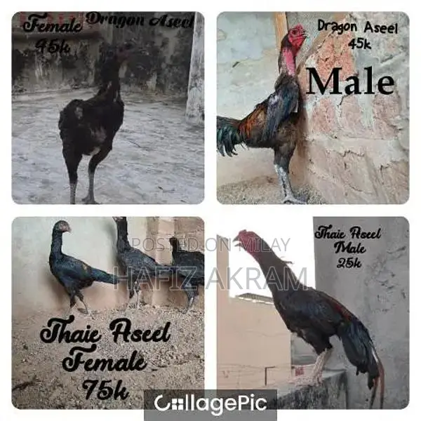 Dragon and Thaie Aseel Chickens - Male and Female Breeding Pair