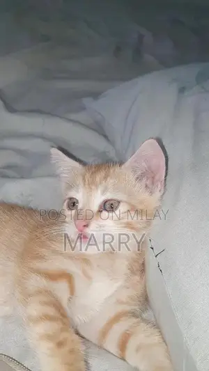 Photo - Orange Kitten: Adorable Companion with Social and Playful Nature