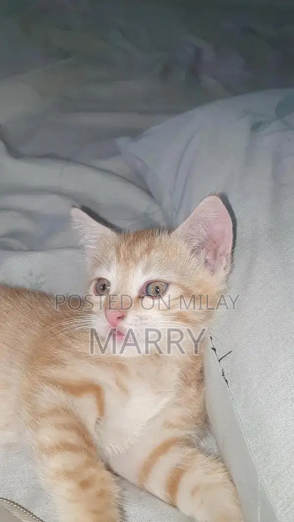 Orange Kitten: Adorable Companion with Social and Playful Nature