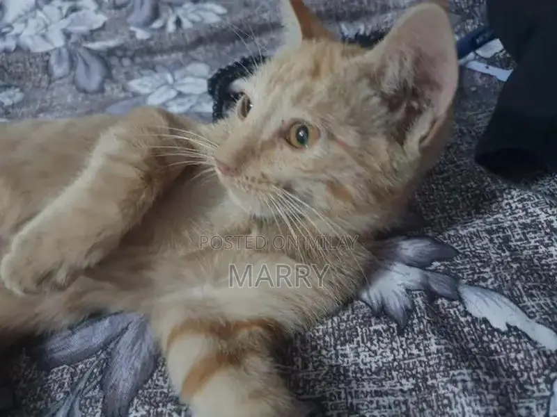 Orange Kitten: Adorable Companion with Social and Playful Nature