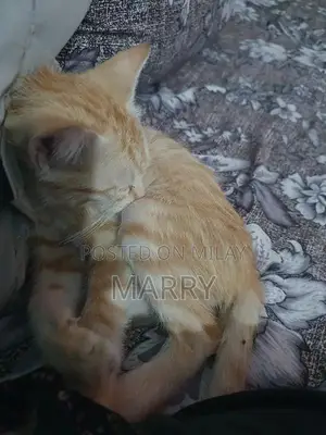 Orange Kitten: Adorable Companion with Social and Playful Nature