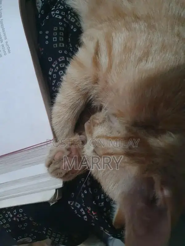 Orange Kitten: Adorable Companion with Social and Playful Nature