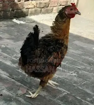 High-Quality Productive Egg-Laying Hen for Backyard Poultry Farming