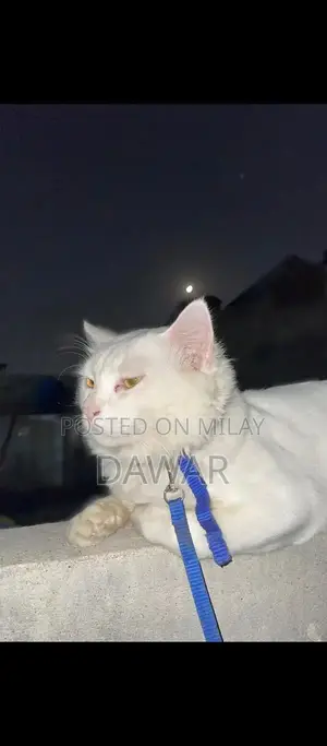 Photo - Doll Face White Persian Cat - Purebred Male Feline