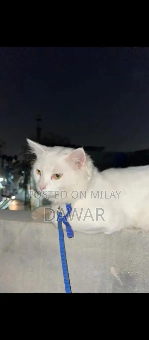 Doll Face White Persian Cat - Purebred Male Feline