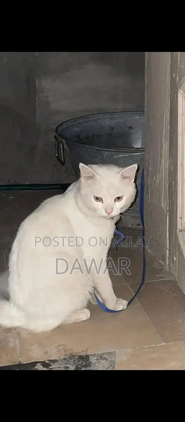 Doll Face White Persian Cat - Purebred Male Feline