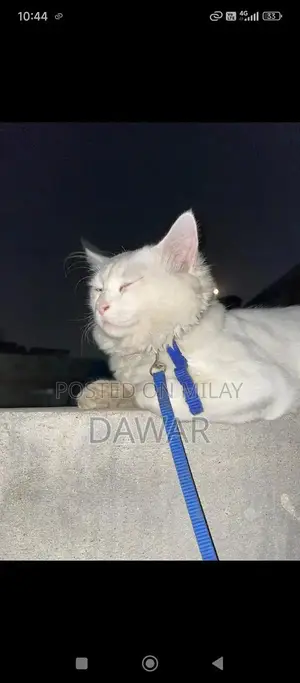 Doll Face White Persian Cat - Purebred Male Feline