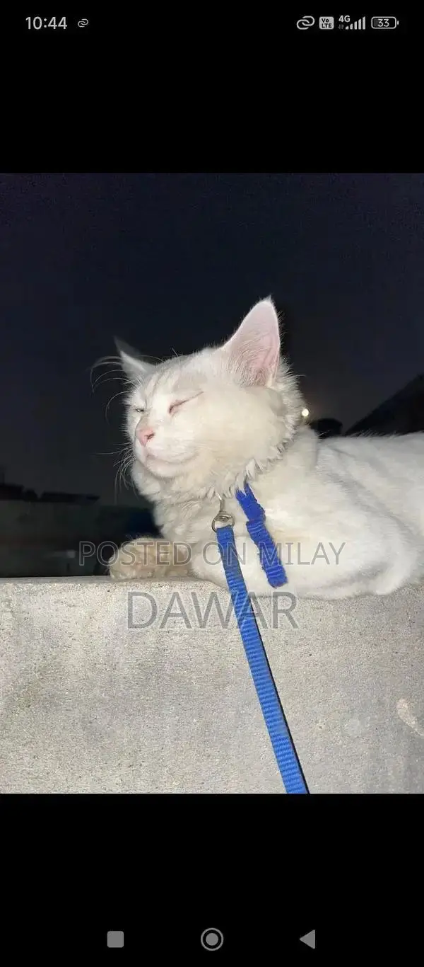 Doll Face White Persian Cat - Purebred Male Feline