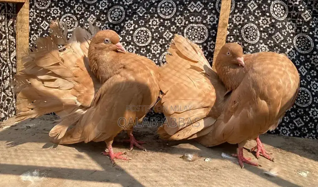 Authentic English Faintels Breeder Pair