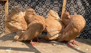 Authentic English Faintels Breeder Pair