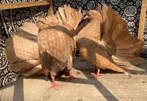 Authentic English Faintels Breeder Pair