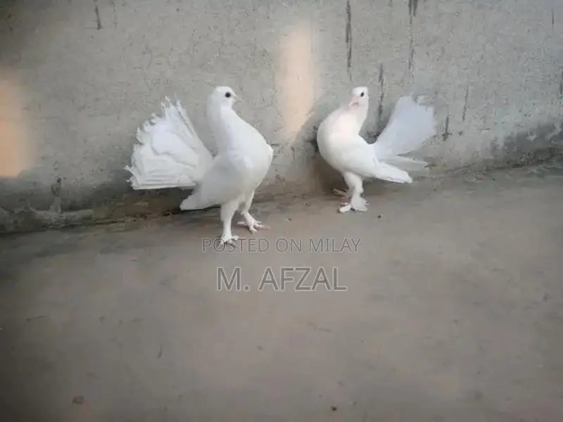 English Fantail Breeding Pair of Fancy Pigeons