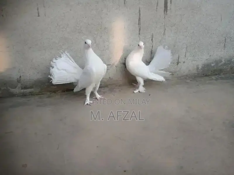 English Fantail Breeding Pair of Fancy Pigeons