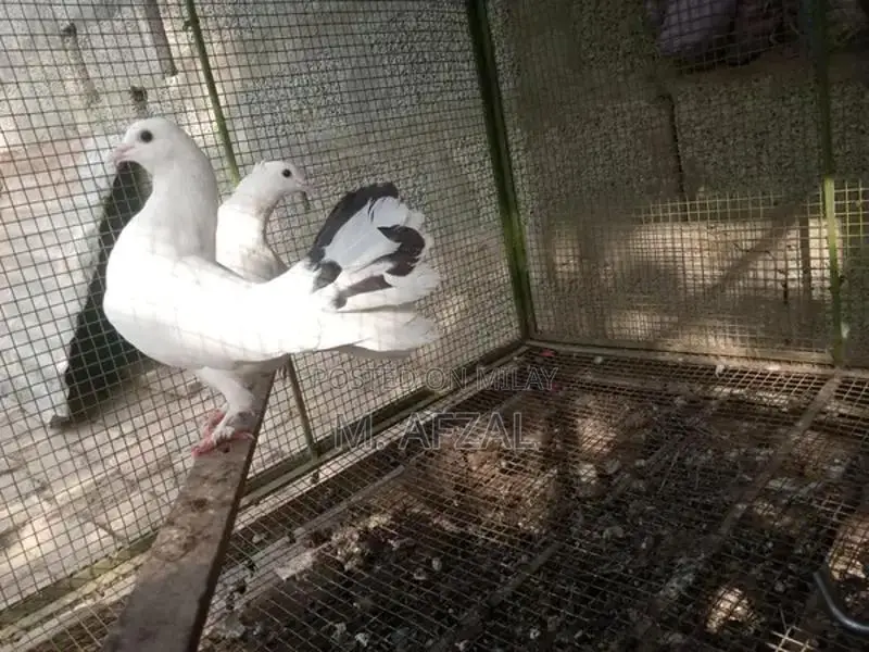English Fantail Breeding Pair of Fancy Pigeons