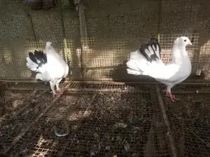 English Fantail Breeding Pair of Fancy Pigeons