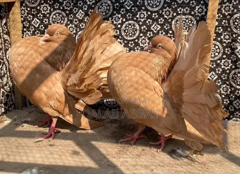 Authentic English Faintels Breeder Pair