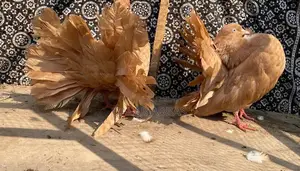 Authentic English Faintels Breeder Pair