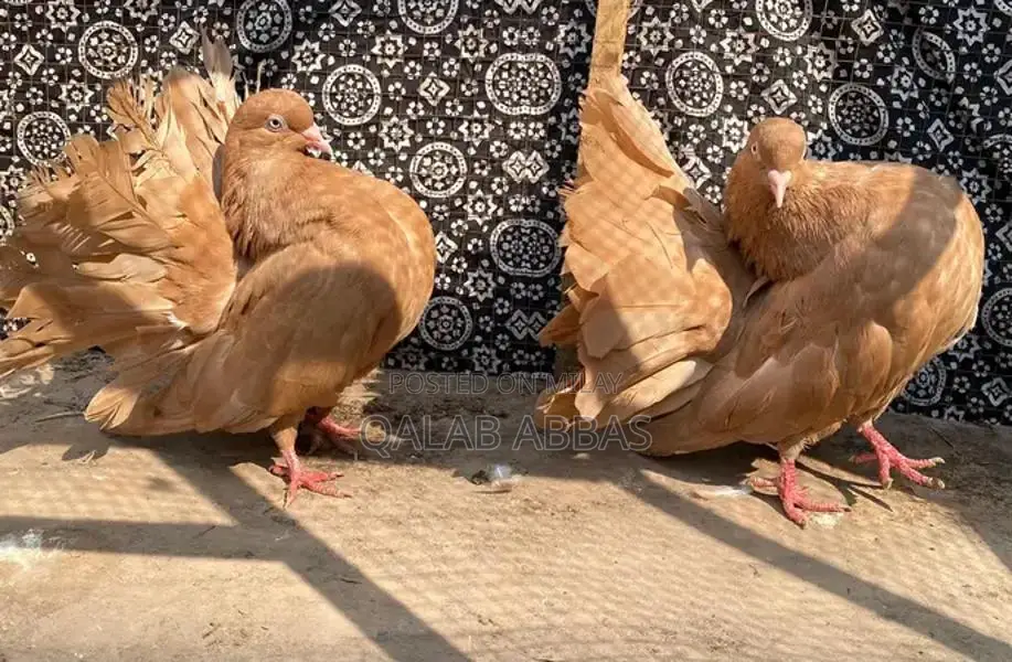 Authentic English Faintels Breeder Pair