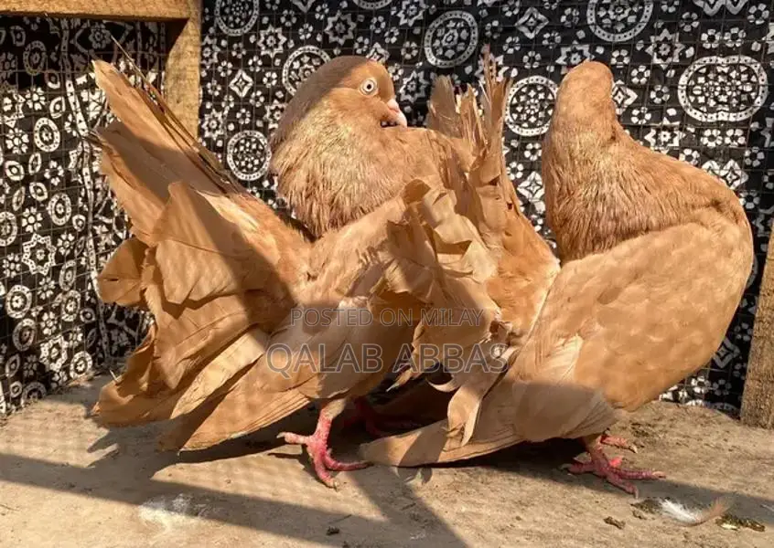 Authentic English Faintels Breeder Pair