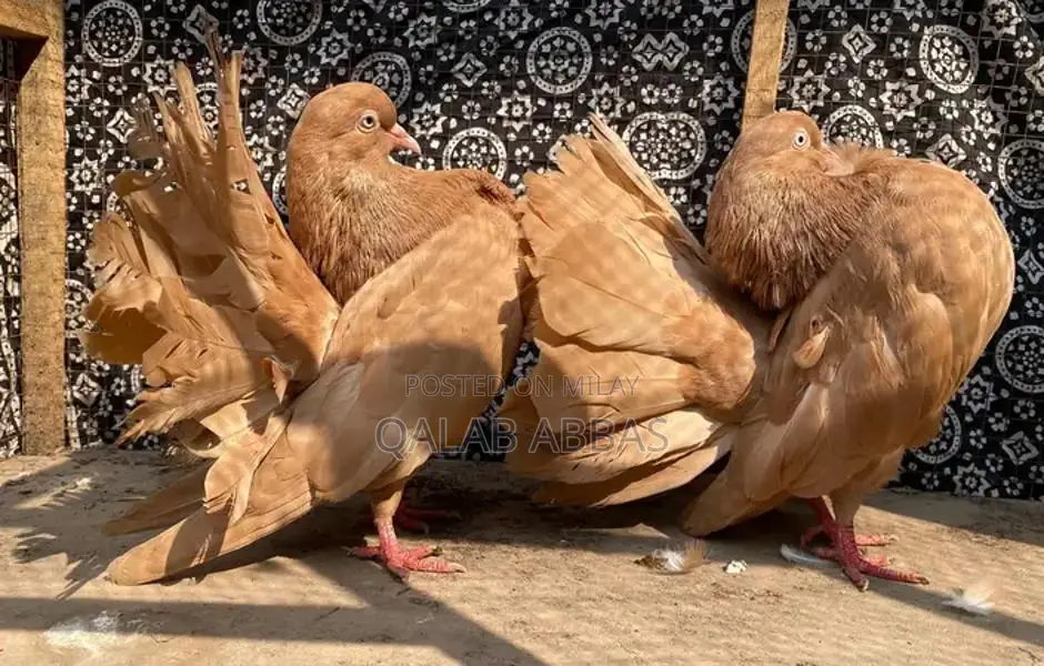 Authentic English Faintels Breeder Pair