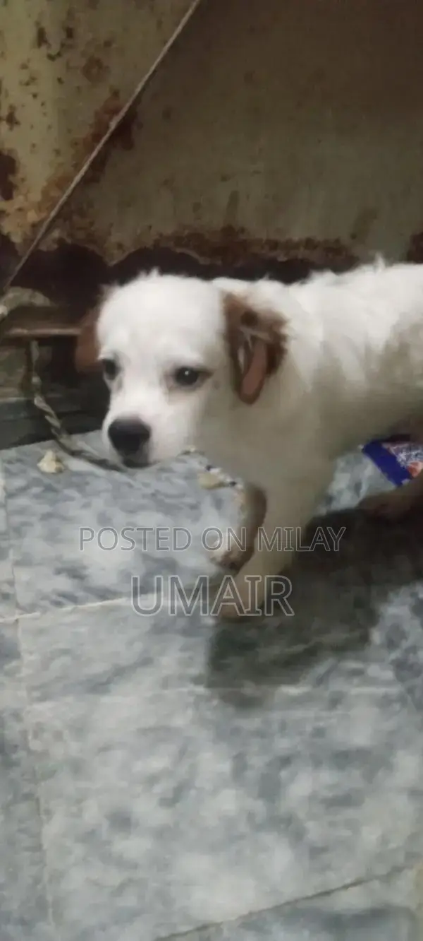 Educational Interactive Baby Play Toy for Family Playtime