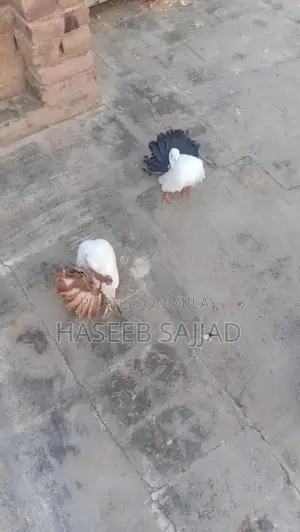 Fantail Rat - Unique Color Variety Female/Male