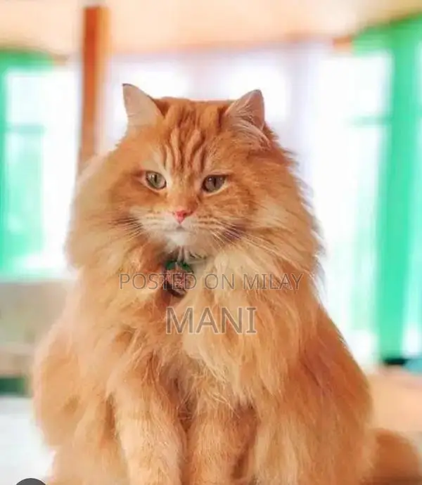 Persian Cat - Female Brown Longhair