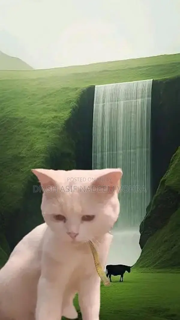 Purebred British Shorthair Male Cat - Healthy Companion