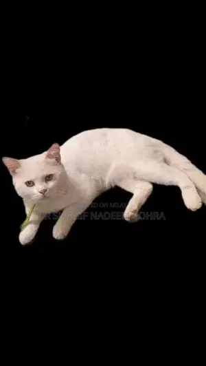 Purebred British Shorthair Male Cat - Healthy Companion